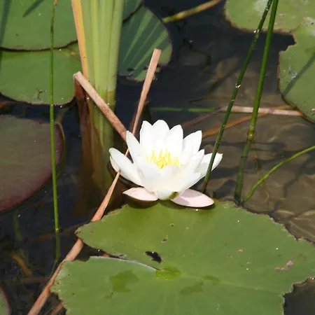 Ferm Gæstehus Schiefling am See